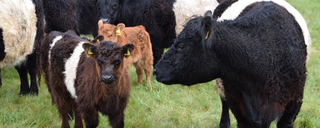 Galloways pflegen wertvolles Grünland