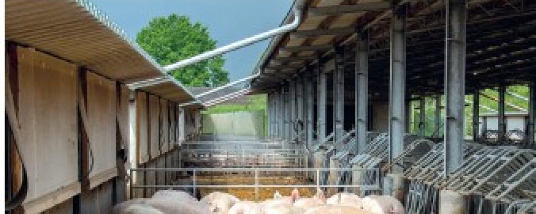 Einladung zum Hessischen Schweinetag 2025