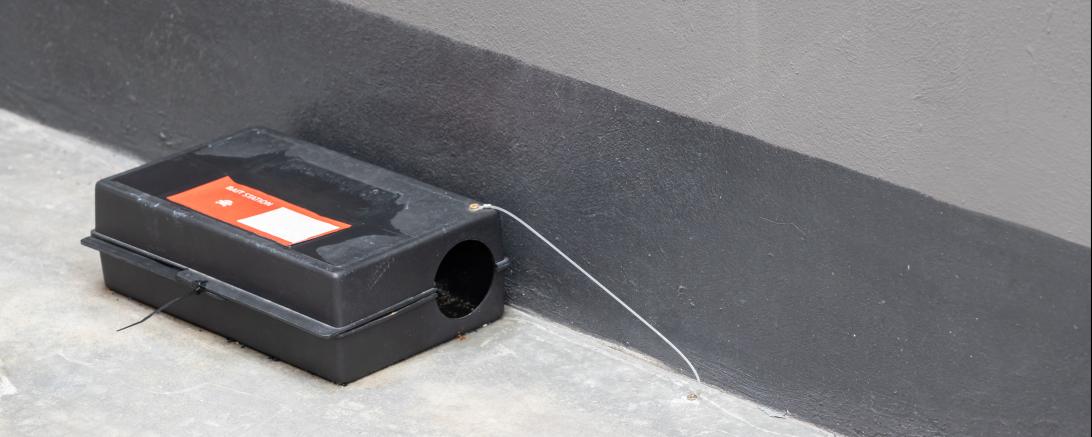 Köderbox Ratte