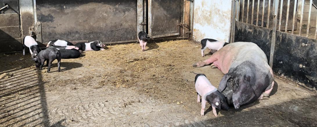 Auslauf, Freiland, Außenklimastall