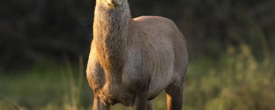 Jagdrechtsseminar am 15.03.2027 – Friedrichsdorf