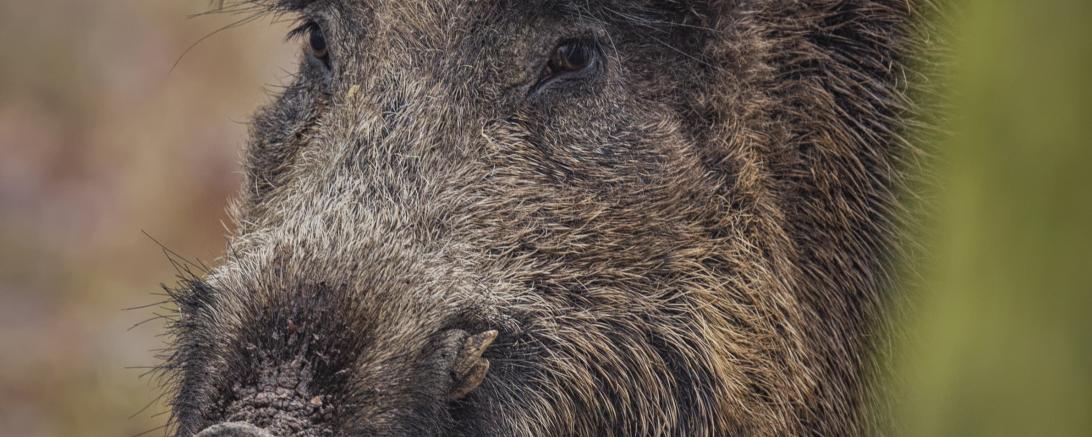 Fit for farming - “Brandschutz in der Schweinehaltung” 