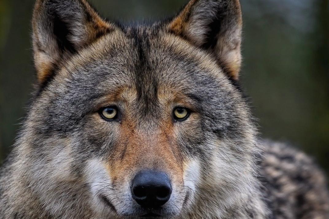 Wolf