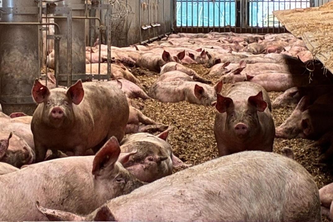 Kornmann Schweine