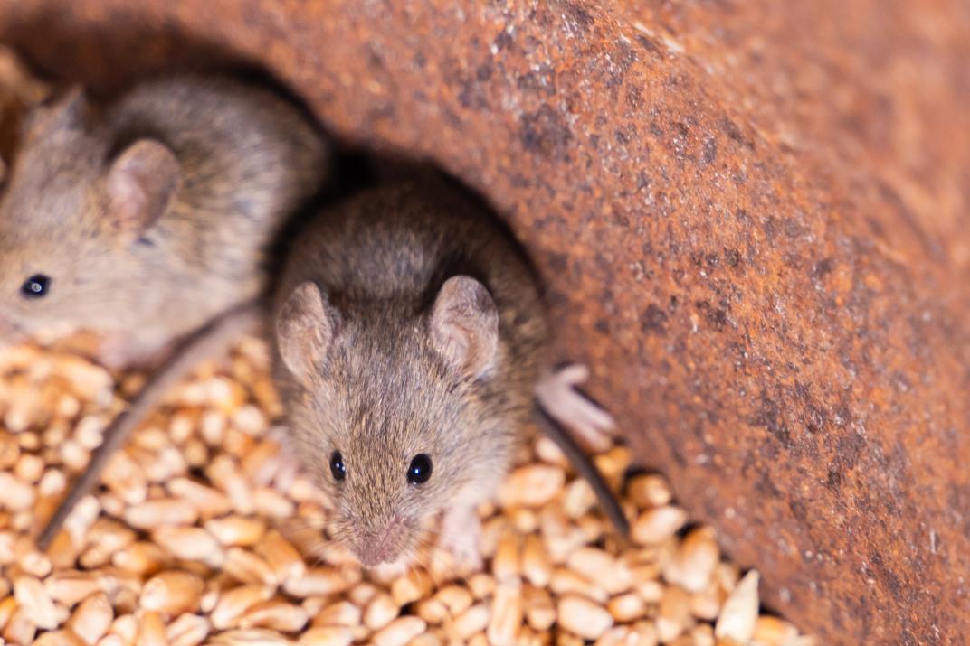 Getreidelager Mäuse