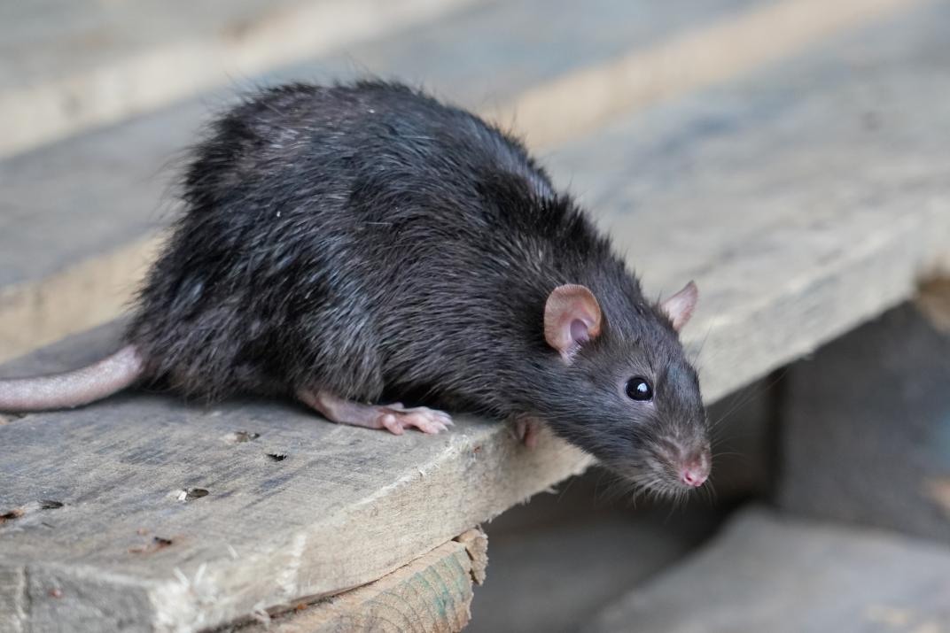 Ratte