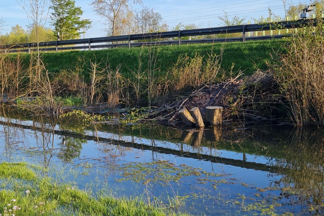 Vernässte Fläche durch Biber