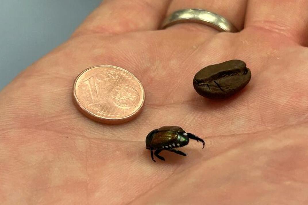 Japankäfer im Vergleich zu Kaffeebohne und 1 cent