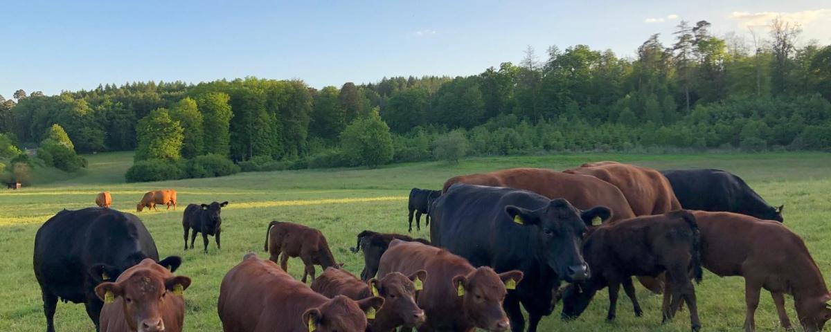 Kreisbauernverband Vogelsberg e. V.